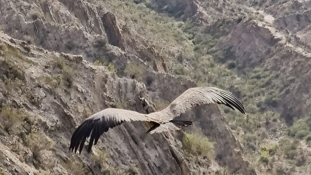 52921912229_3a909edc49_b