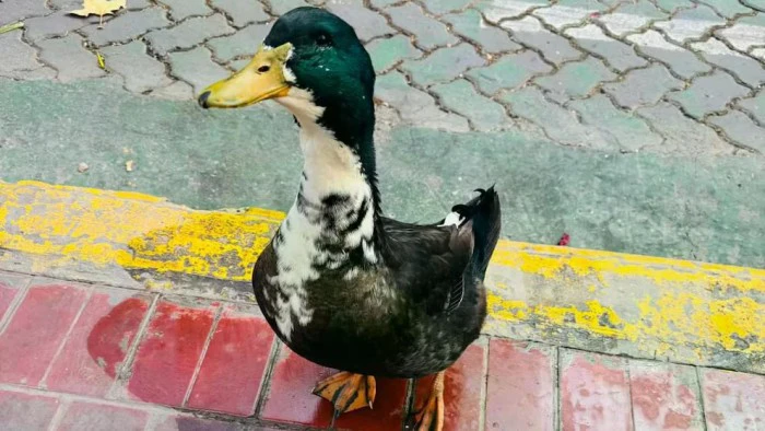 pato juan mendoza