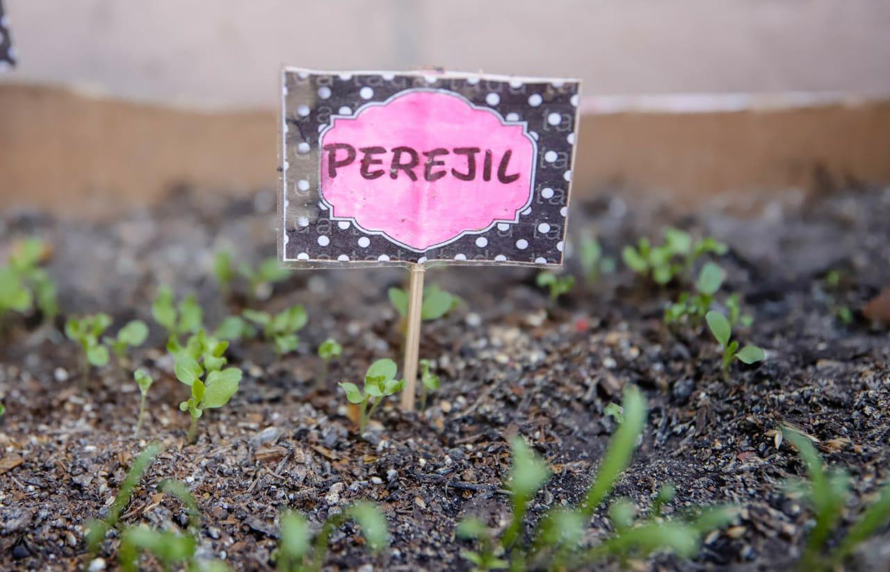perejil huerta capital
