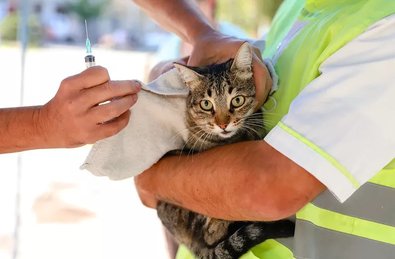 vacuna gatos