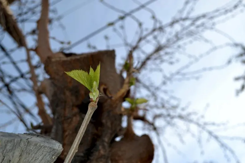 742e4e960b295bbcf854b8051d585026_L