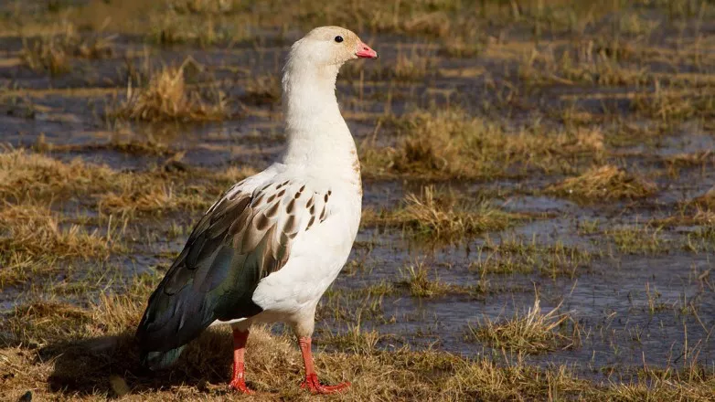 adc2d7096fda99792c27d3d4070022db_L