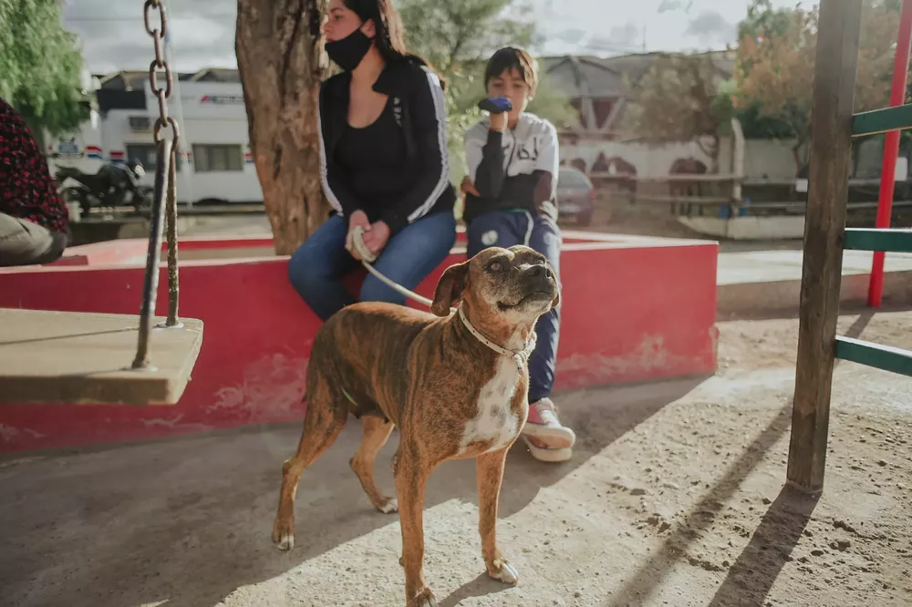 perro hogar