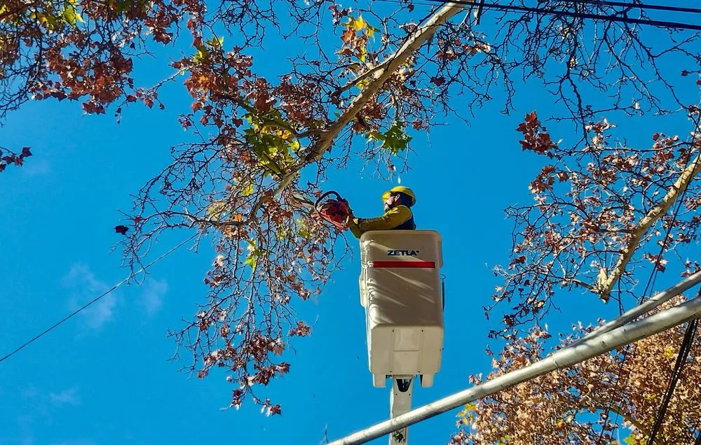 poda arbolado publico