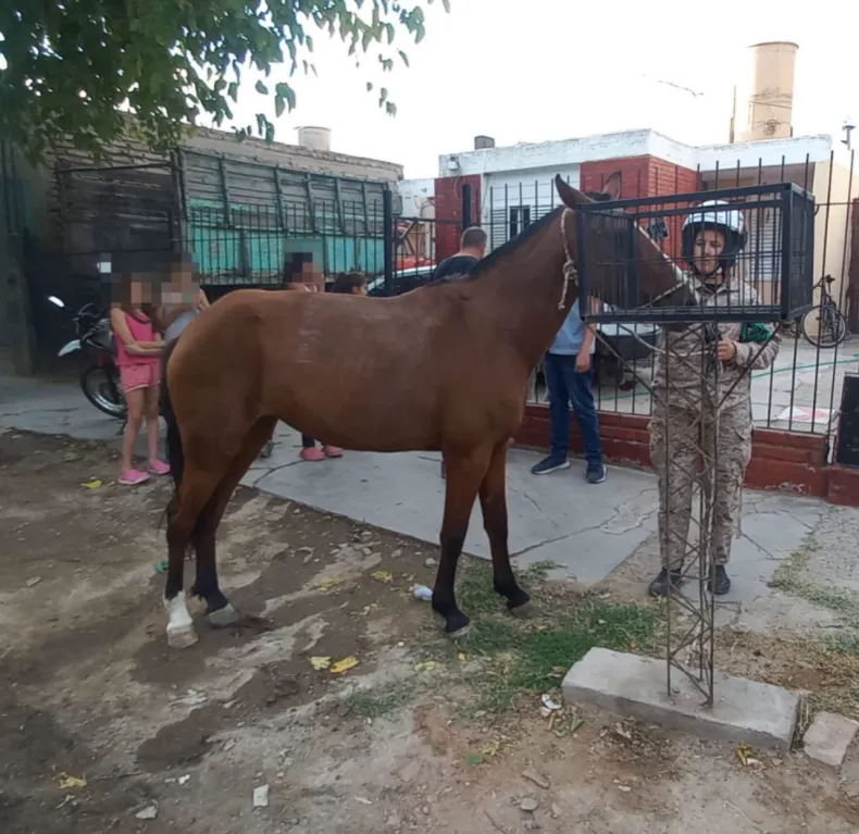robo caballos caucete