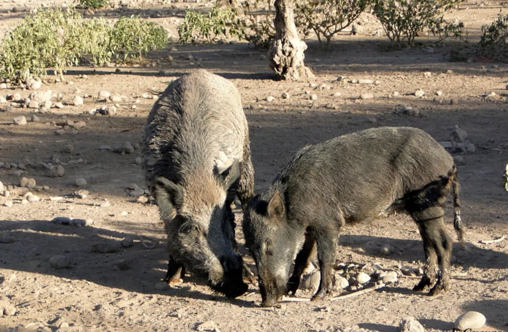 chancho jabali