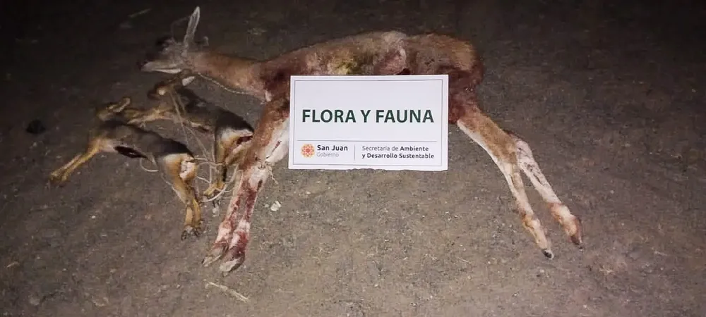 WhatsApp Image 2025-04-27 at 10.44.53 AM