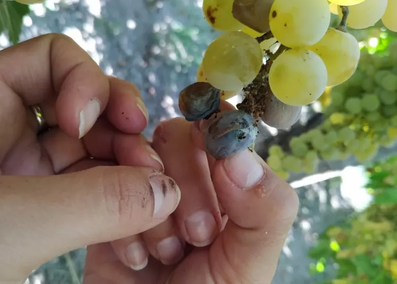 641eac4a7a52a2ecab3b7d1bfa811bac_L